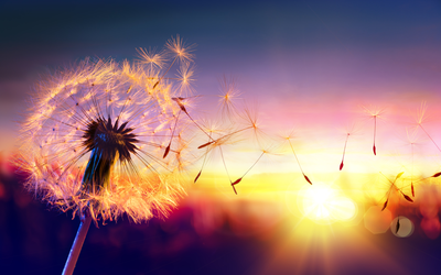dandelion blowing at sunset