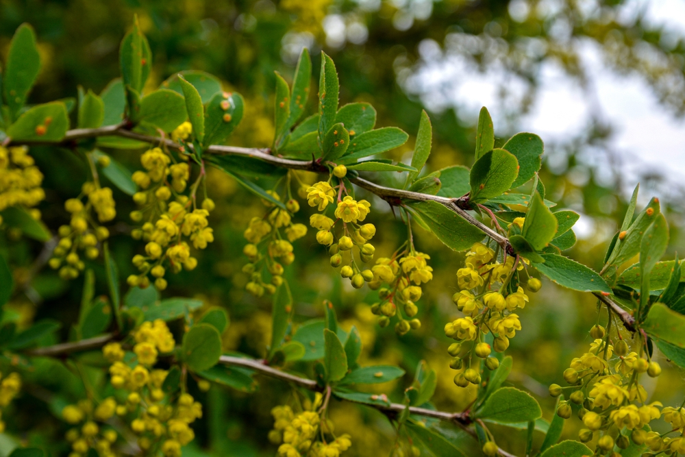 european barberry plant