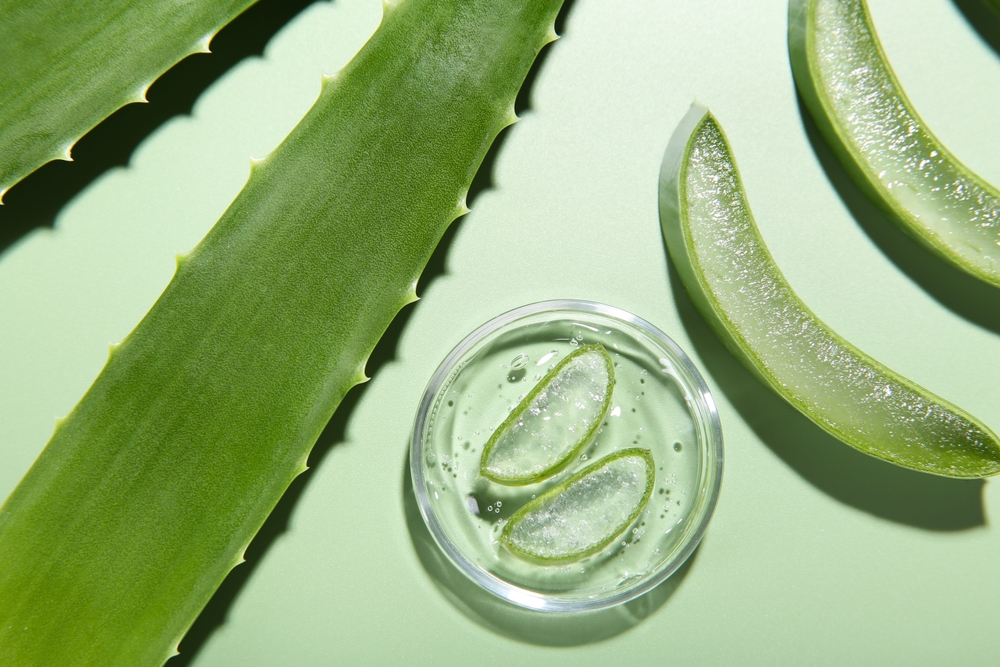 aloe vera plant and gel